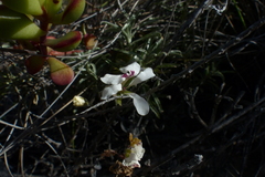 Pelargonium montaguense