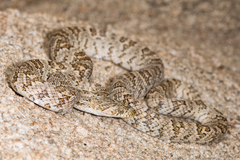 Trimorphodon lyrophanes