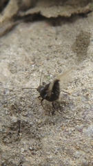Thinodromus