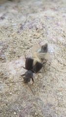 Thinodromus