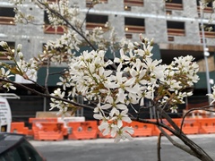 Amelanchier laevis
