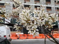 Amelanchier laevis