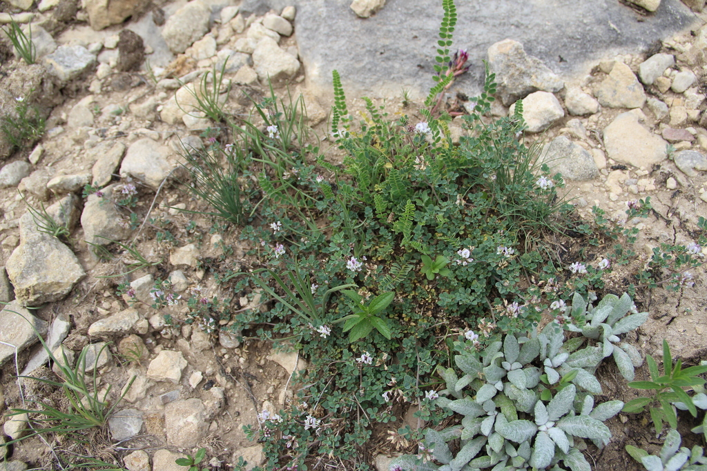 Medicago hemicoerulea