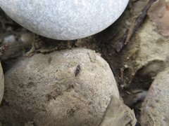 Thinodromus