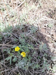 Ranunculus polyrhizos
