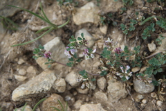 Medicago hemicoerulea