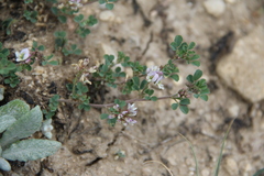Medicago hemicoerulea