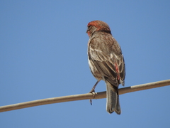 Haemorhous mexicanus