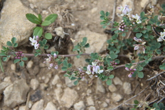 Medicago hemicoerulea