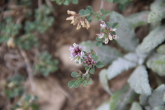 Medicago hemicoerulea