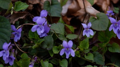 Viola