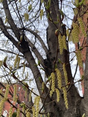 Corylus avellana