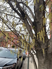 Corylus avellana