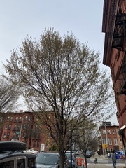 Corylus avellana