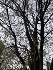 Corylus avellana