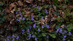 Viola
