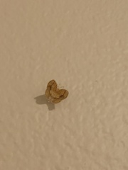 Nematocampa resistaria