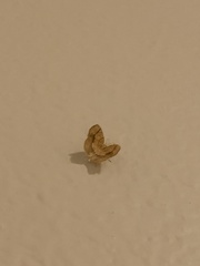Nematocampa resistaria