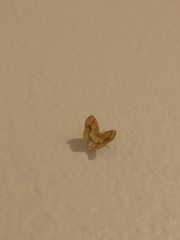 Nematocampa resistaria