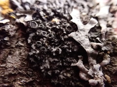 Phaeophyscia hirtella