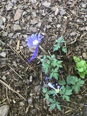 Anemonoides apennina