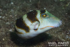Canthigaster axiologus