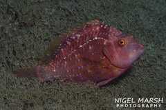 Pteragogus enneacanthus