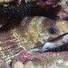 Barred Moray - Photo (c) Nigel Marsh, some rights reserved (CC BY-NC), uploaded by Nigel Marsh