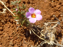 Oxalis callosa