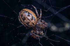 Larinioides cornutus