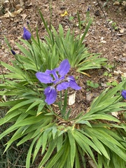 Iris tectorum