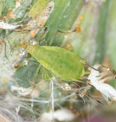 Potato Aphid photo 4