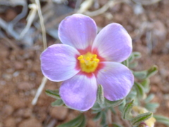 Oxalis callosa