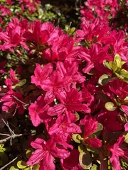 Rhododendron kiusianum