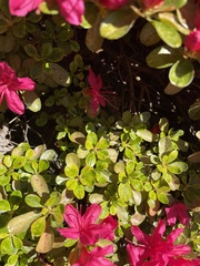 Rhododendron kiusianum