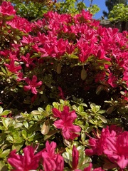 Rhododendron kiusianum