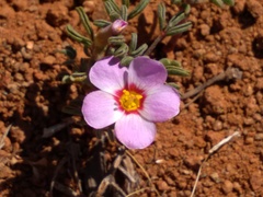 Oxalis callosa