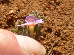 Oxalis callosa