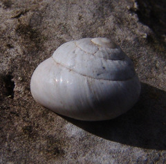 Sphincterochila aharonii