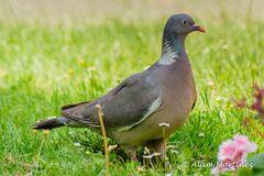 Columba palumbus