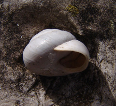 Sphincterochila aharonii