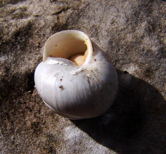 Sphincterochila aharonii