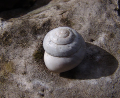 Sphincterochila aharonii