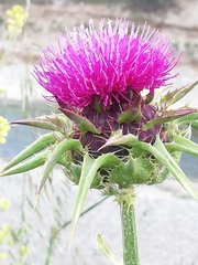 Silybum marianum