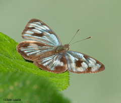 Dynamine postverta postverta