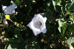Datura wrightii