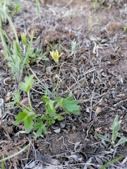 Gagea bulbifera