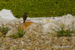 Phoenicurus ochruros