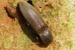 Agriotes modestus