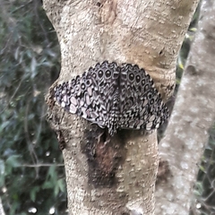 Hamadryas feronia feronia